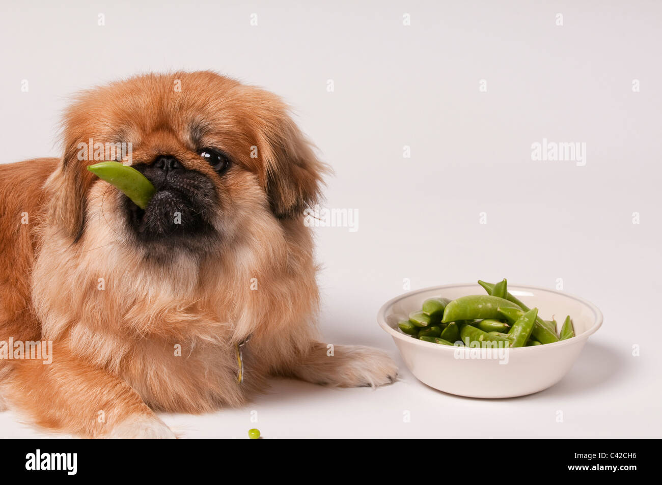 Pekingese eating a snap pea Stock Photo Alamy