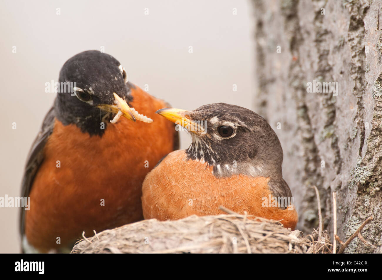 Male and female American Robins Stock Photo Alamy
