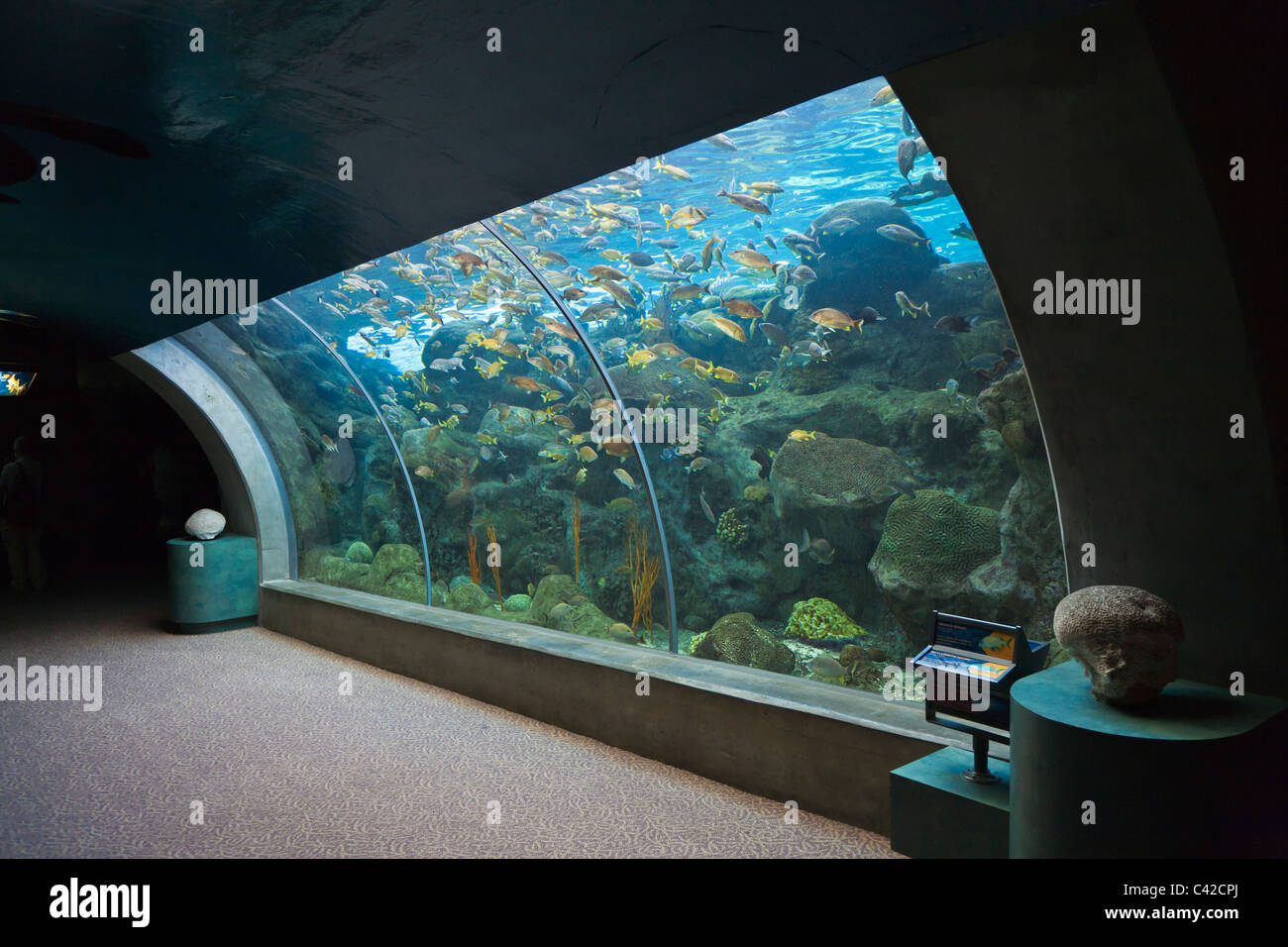 Large curved glass aquarium observation point at The Florida Aquarium in Tampa, Florida, USA