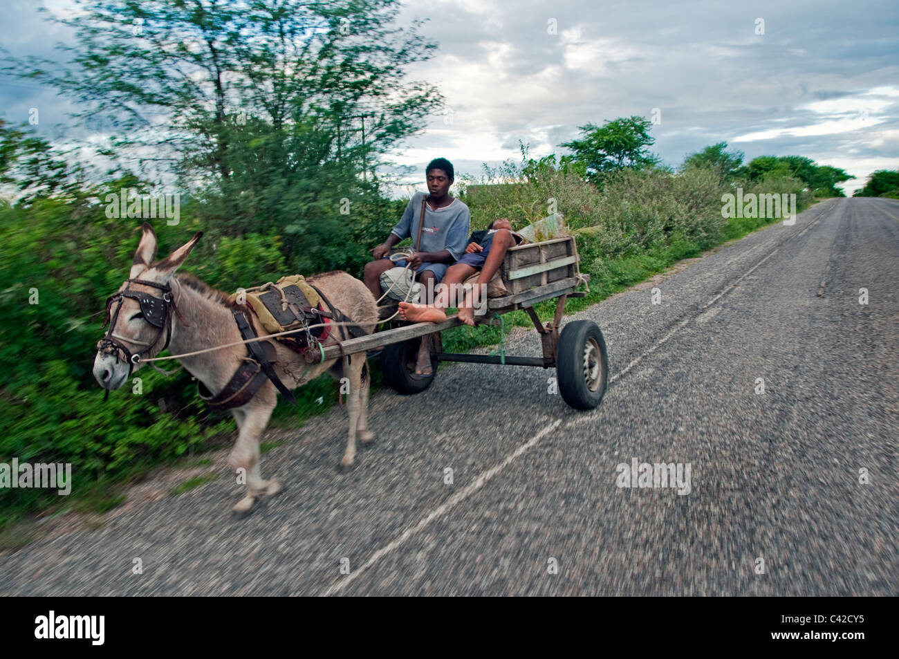 Two men riding in donkey cart in Northeast Brazil countryside Stock Photo