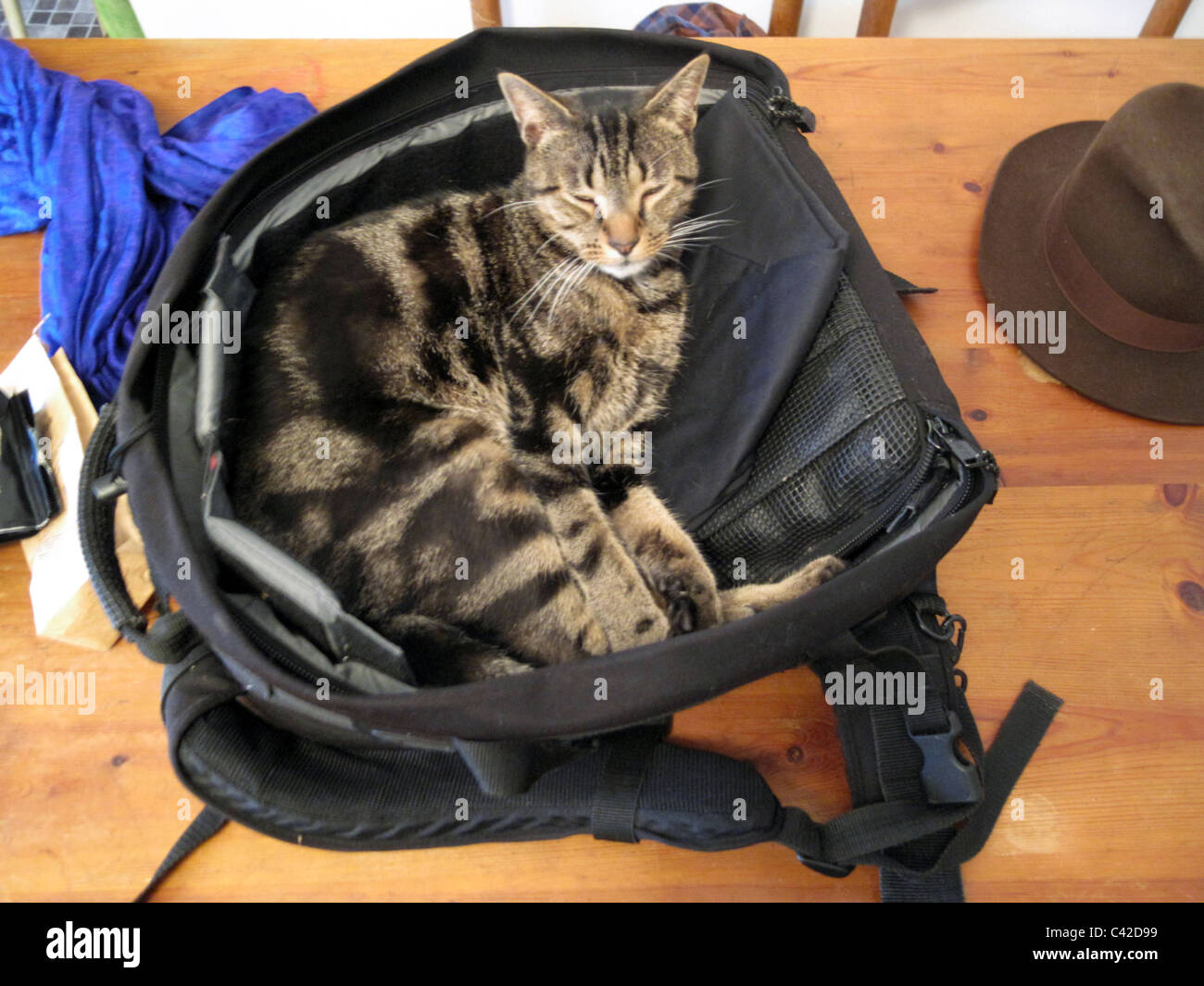 Tabby cat snoozing in rucksack bag with scarf and hat nearby Stock