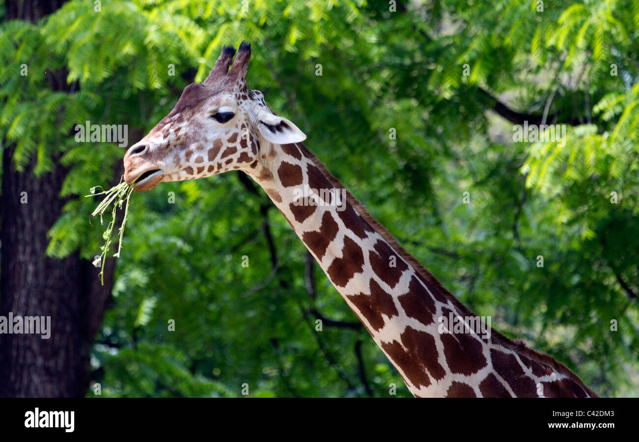 Tall animal hi-res stock photography and images - Alamy