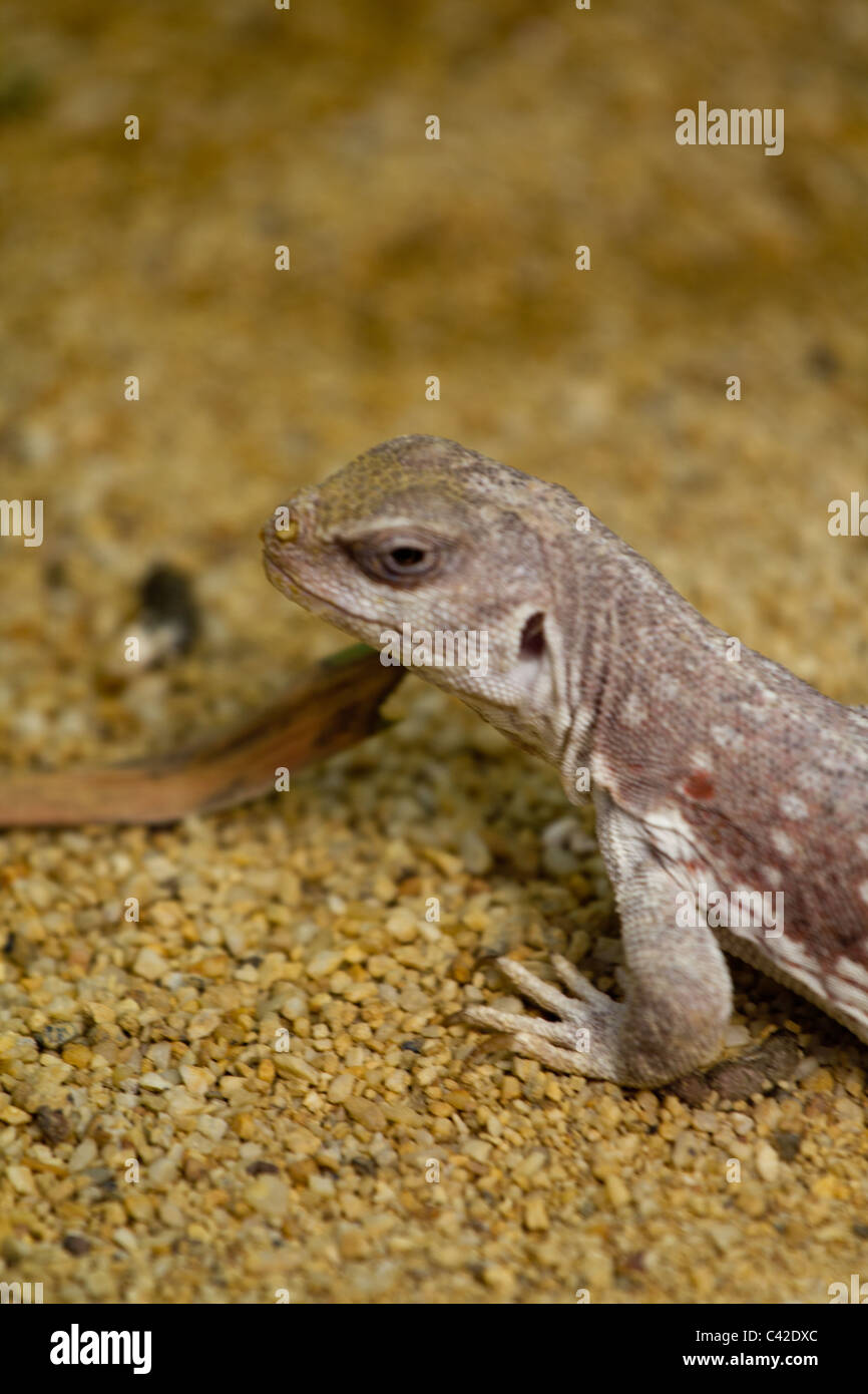 Lizard nature hi-res stock photography and images - Alamy