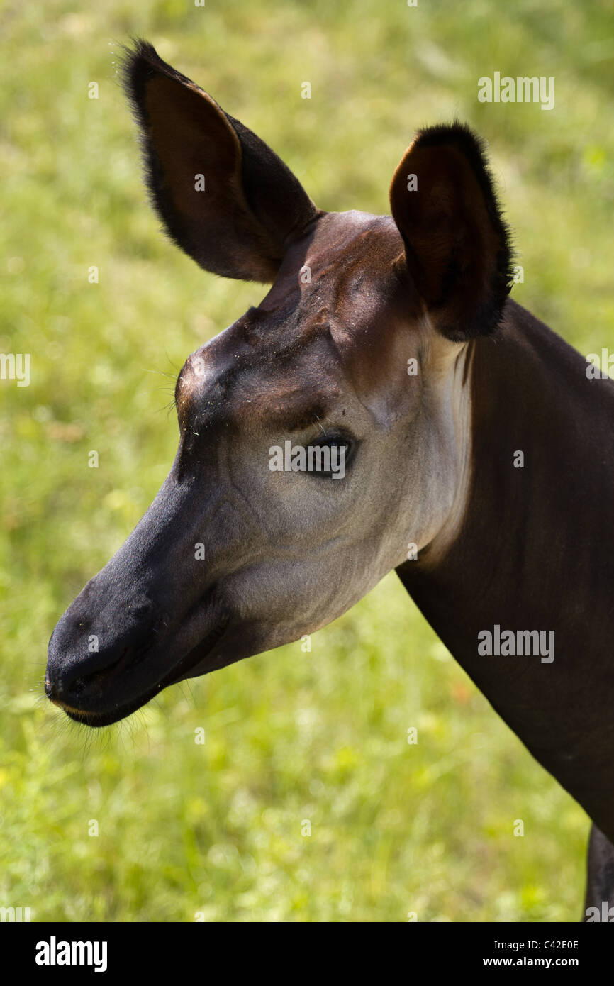 Rainforest Okapi High Resolution Stock Photography and Images - Alamy