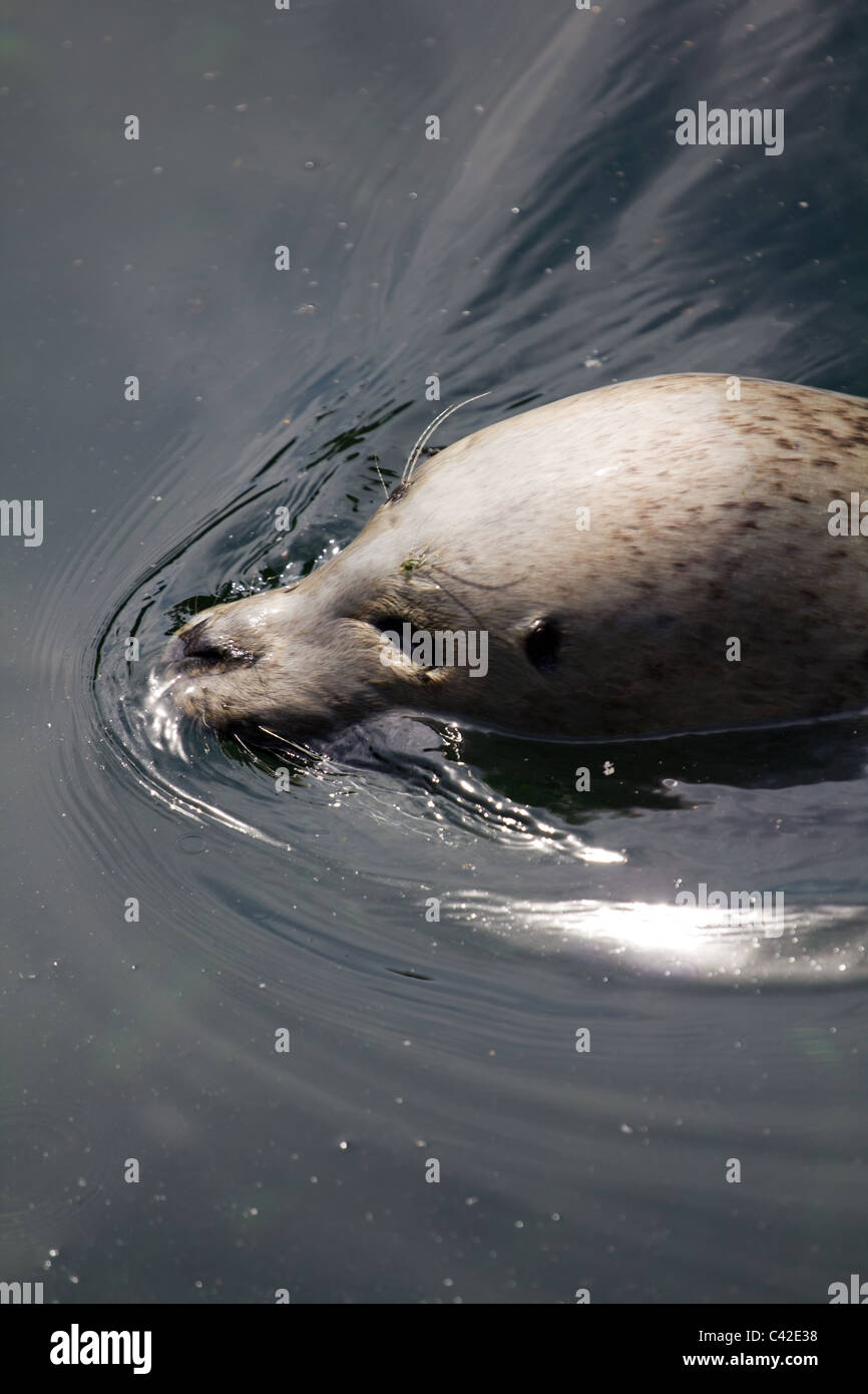 Seal blubber hires stock photography and images Alamy