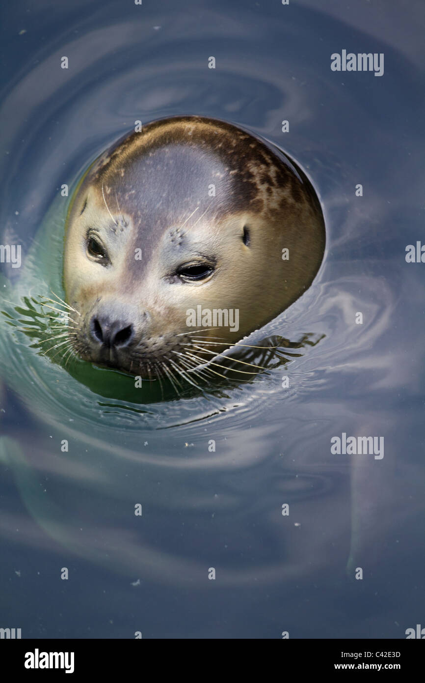 Blubber hires stock photography and images Alamy