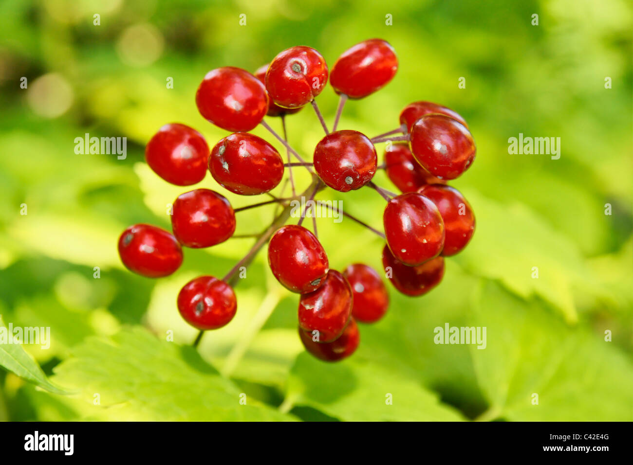 Beautiful but dangerous: bright vivid poisonous red baneberry Stock Photo