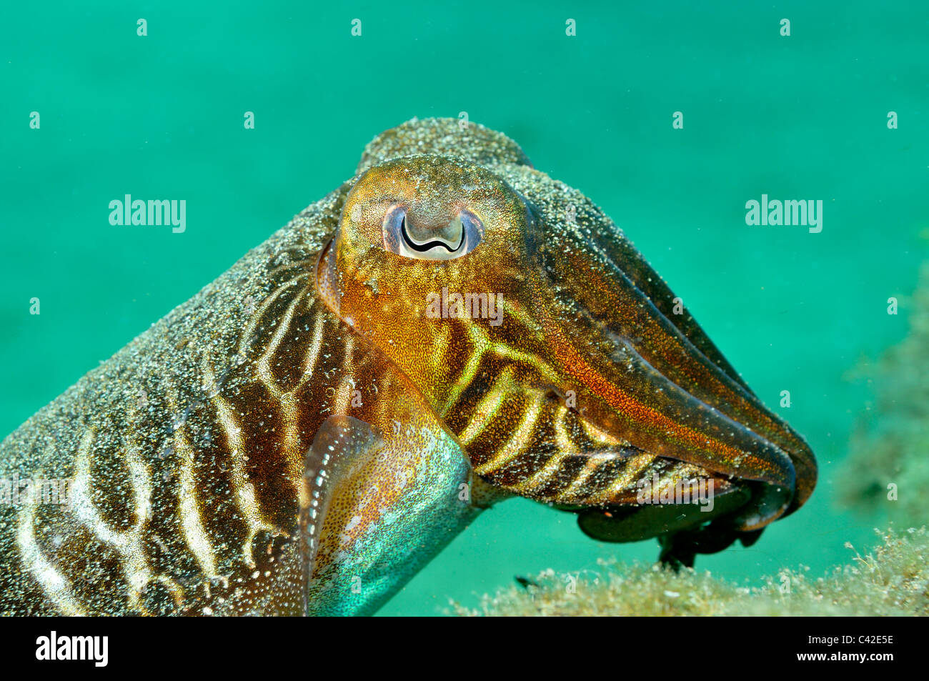 Cuttlefish (Sepia officinalis) underwater Stock Photo