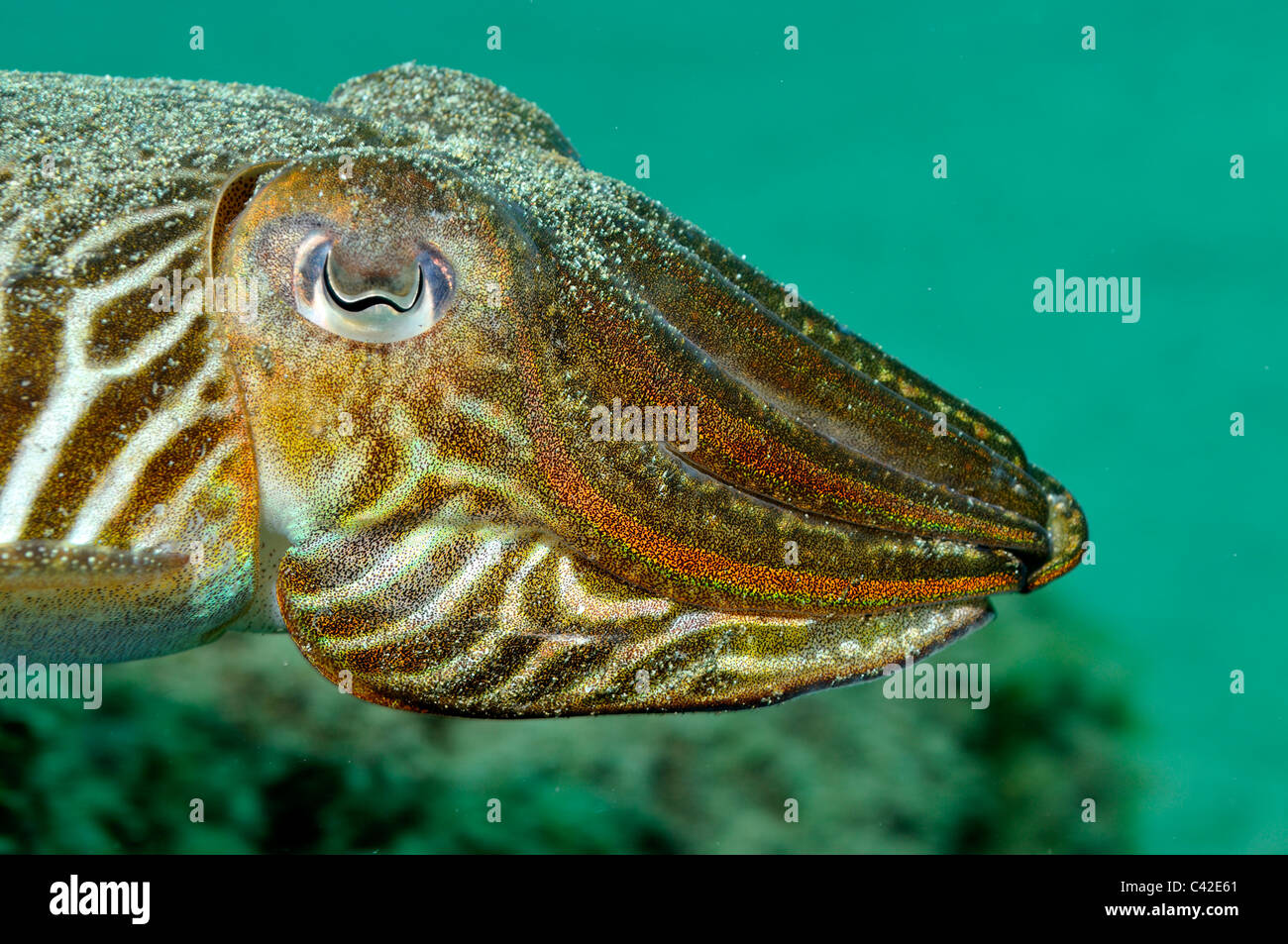 Cuttlefish (Sepia officinalis) swimming underwater Stock Photo