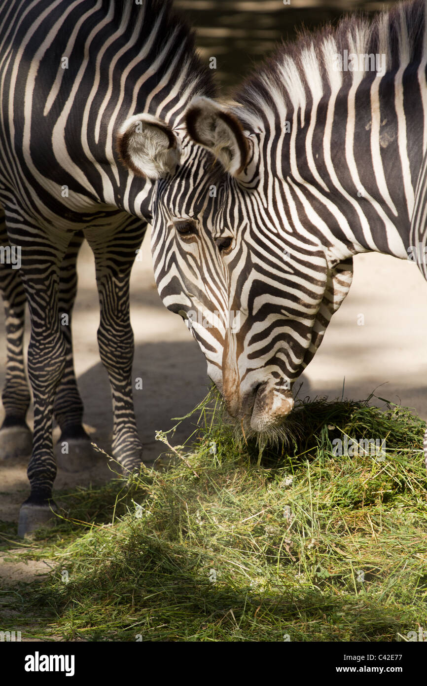 Zebra print background hi-res stock photography and images - Alamy