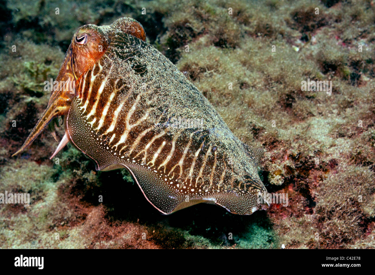 Sepia officinalis common cuttlefish hi-res stock photography and, Sepia 