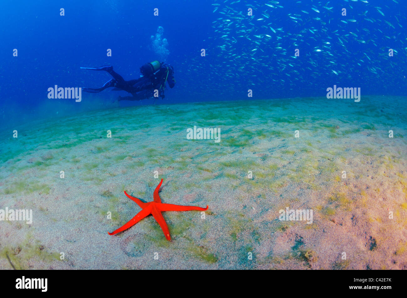 Red Starfish, Echinaster sepositus, on seabed with scuba divers in background, Lanzarote Stock Photo