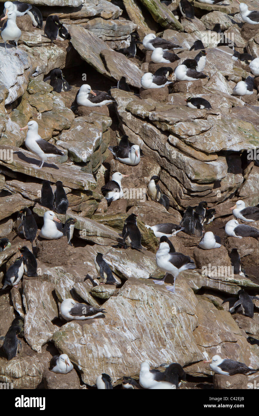 Blackbrowed albatross colony and rockhopper penguins at New Island