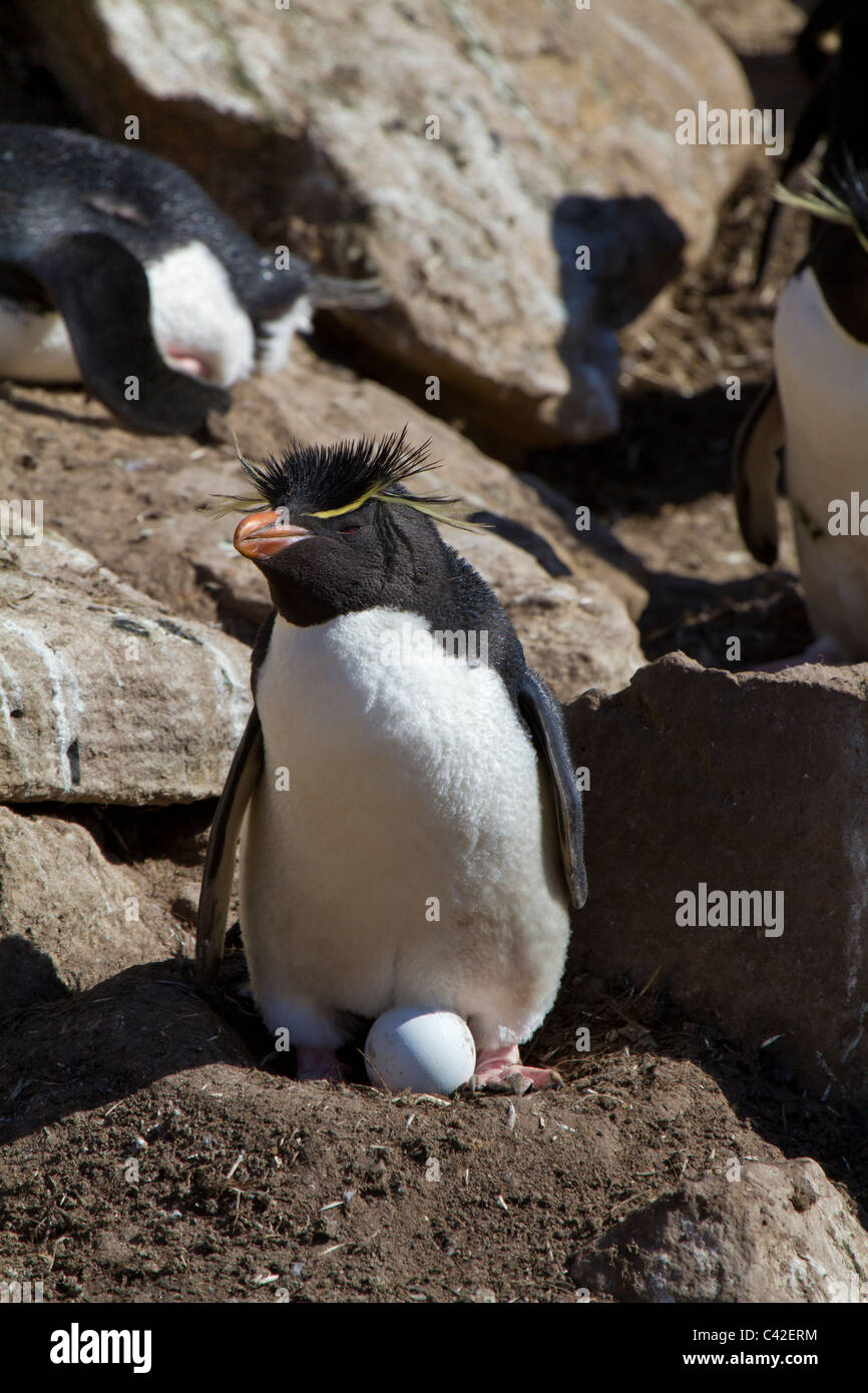 Rockhopper penguin with egg on nest at New Island, West Falklands Stock Photo