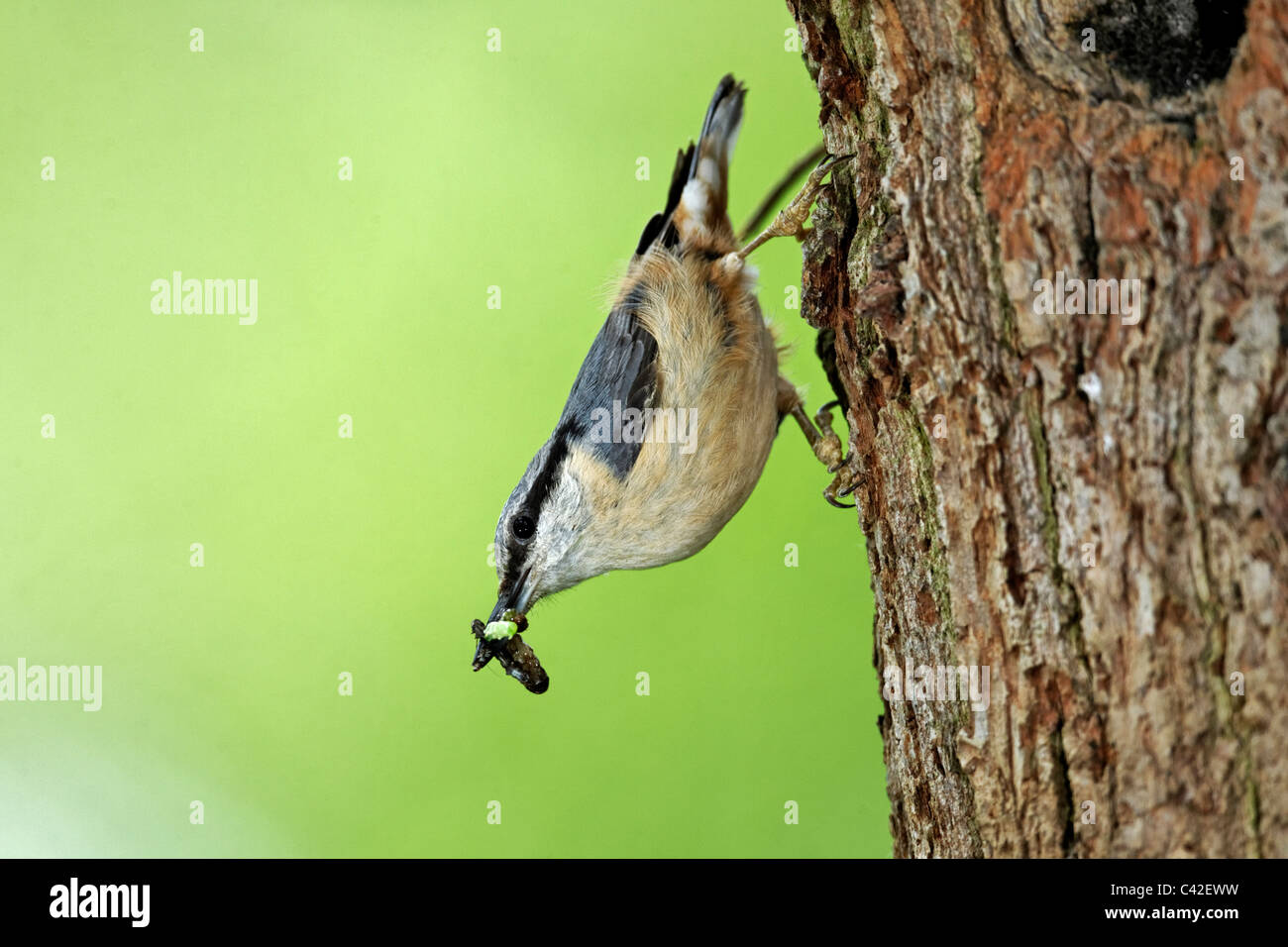 Nuthatch, Sitta europaea, single bird at nest hole, Midlands, May 2011 Stock Photo