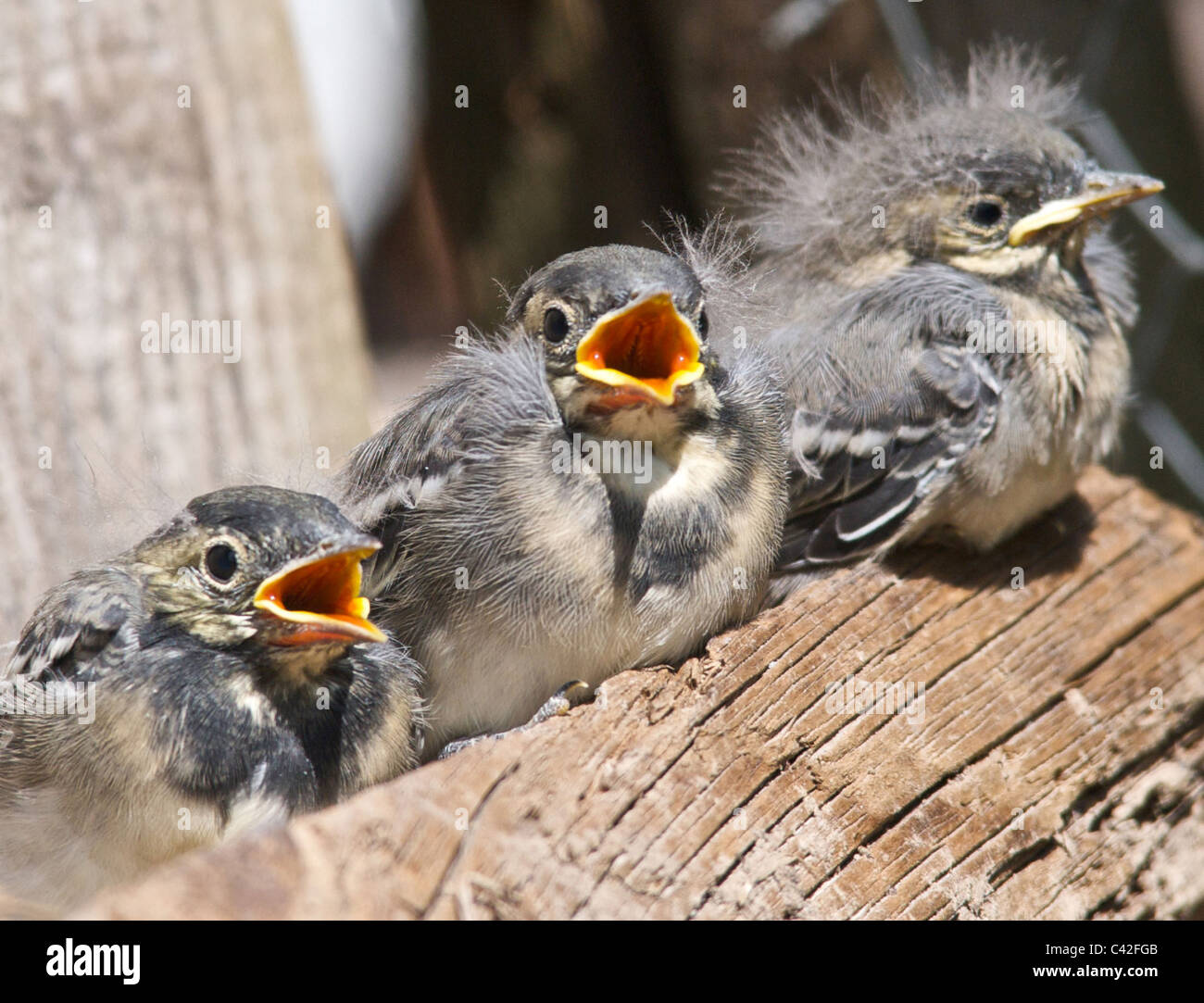Pied Wagtail chicks fledglings babies young birds Stock Photo