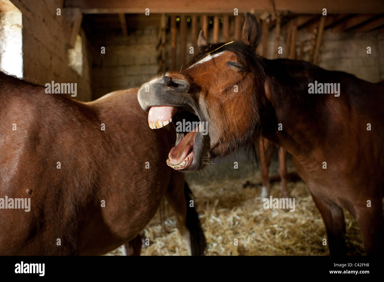 A horse snorts and laughs Stock Photo