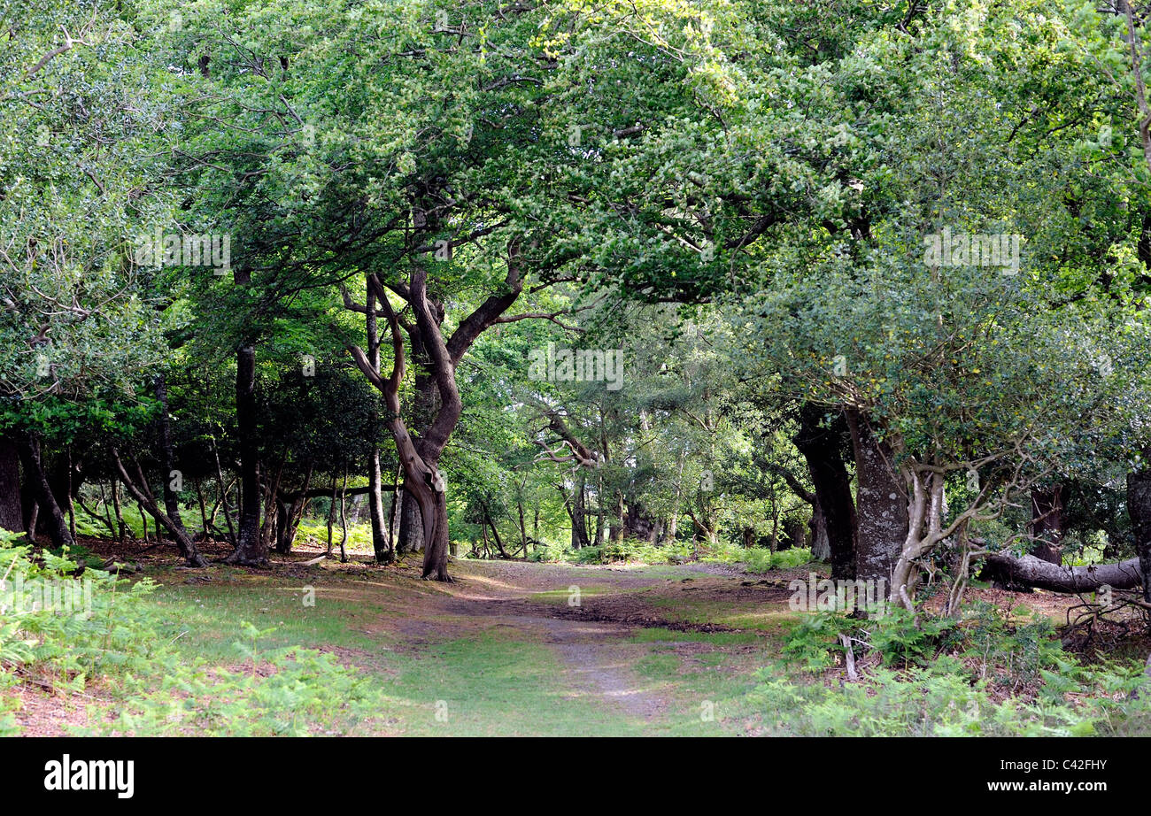 Magical ancient woodland in The New Forest Stock Photo
