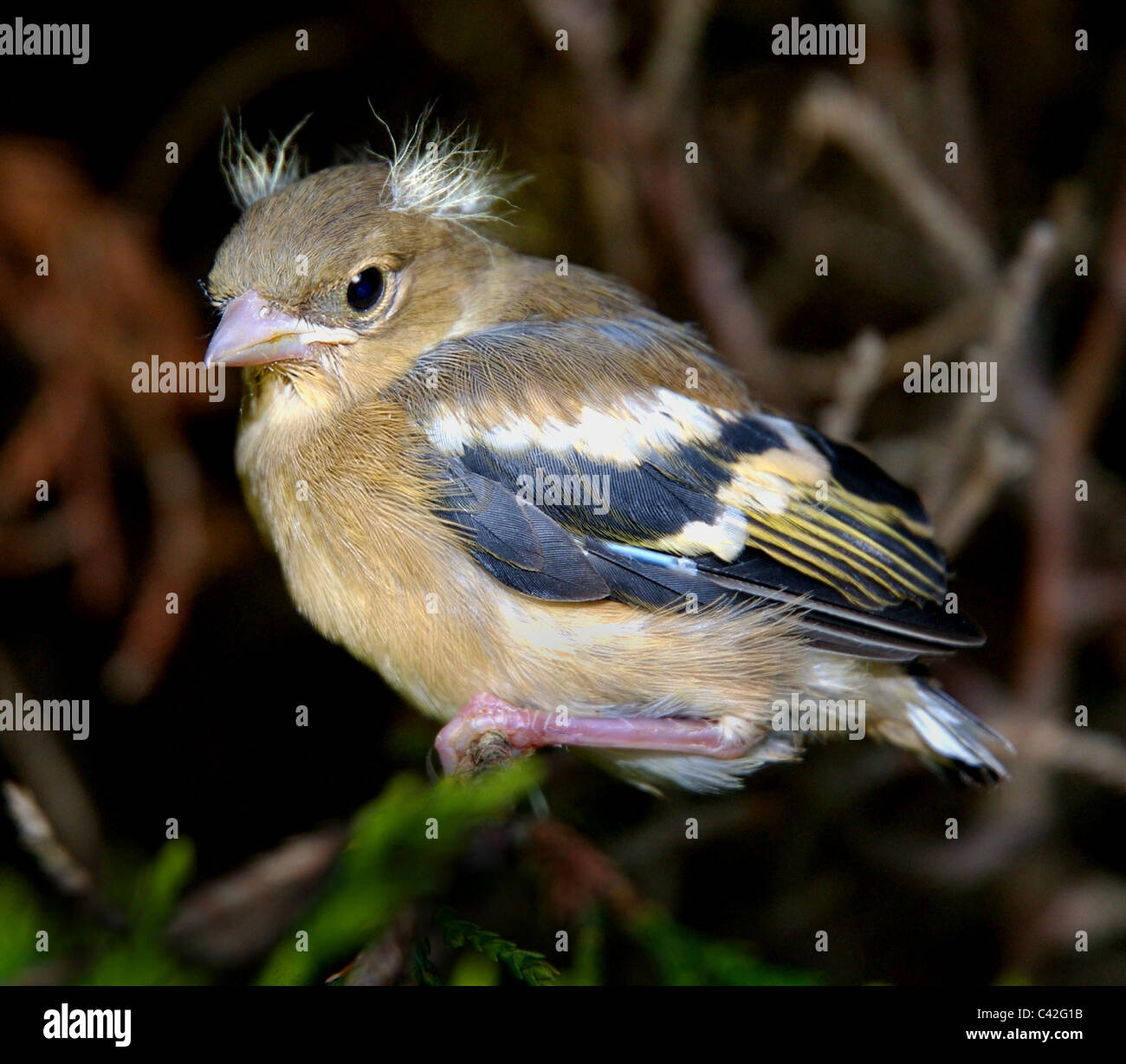 This is a fledgling chaffinch a baby bird nearly a month early due to climate change. Stock Photo