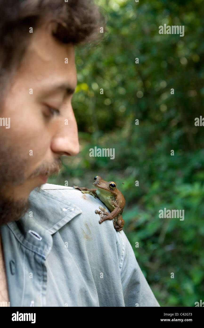 Gladiator Tree Frog ( Hypsiboas boans ) on shoulder of researcher / biologist / herpetologist Alejandro Montoga Londono. Stock Photo