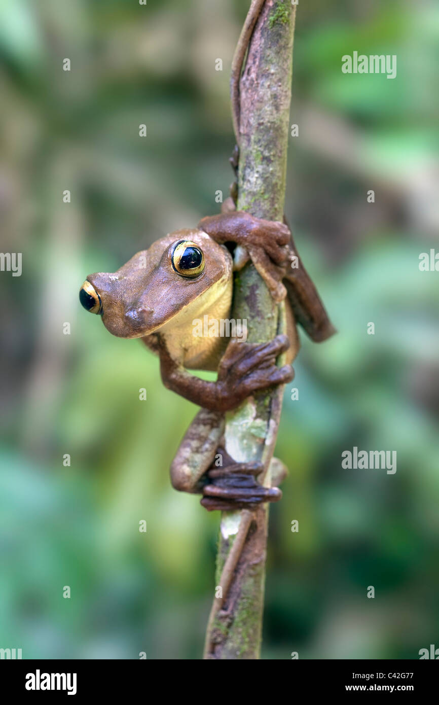 Peru, Cruz de Mayo, Manu National Park, Pantiacolla mountains. Gladiator Tree Frog ( Hypsiboas boans ). Stock Photo