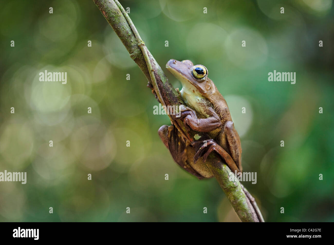 Peru, Cruz de Mayo, Manu National Park, Pantiacolla mountains. Gladiator Tree Frog ( Hypsiboas boans ). Stock Photo