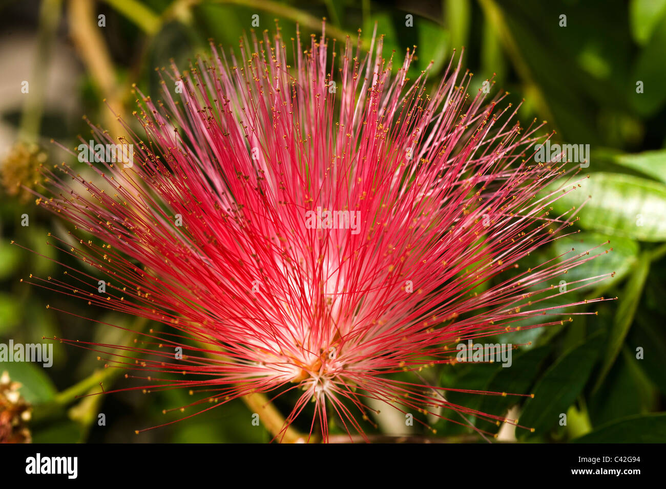 Flower Fireball Lily Scadoxus Multiflorus Stock Photo