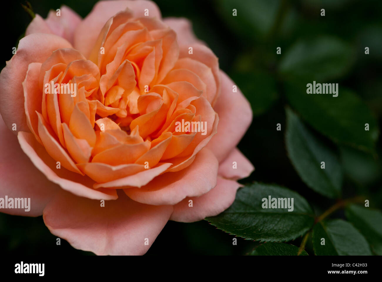 Old English Rose flower Stock Photo - Alamy