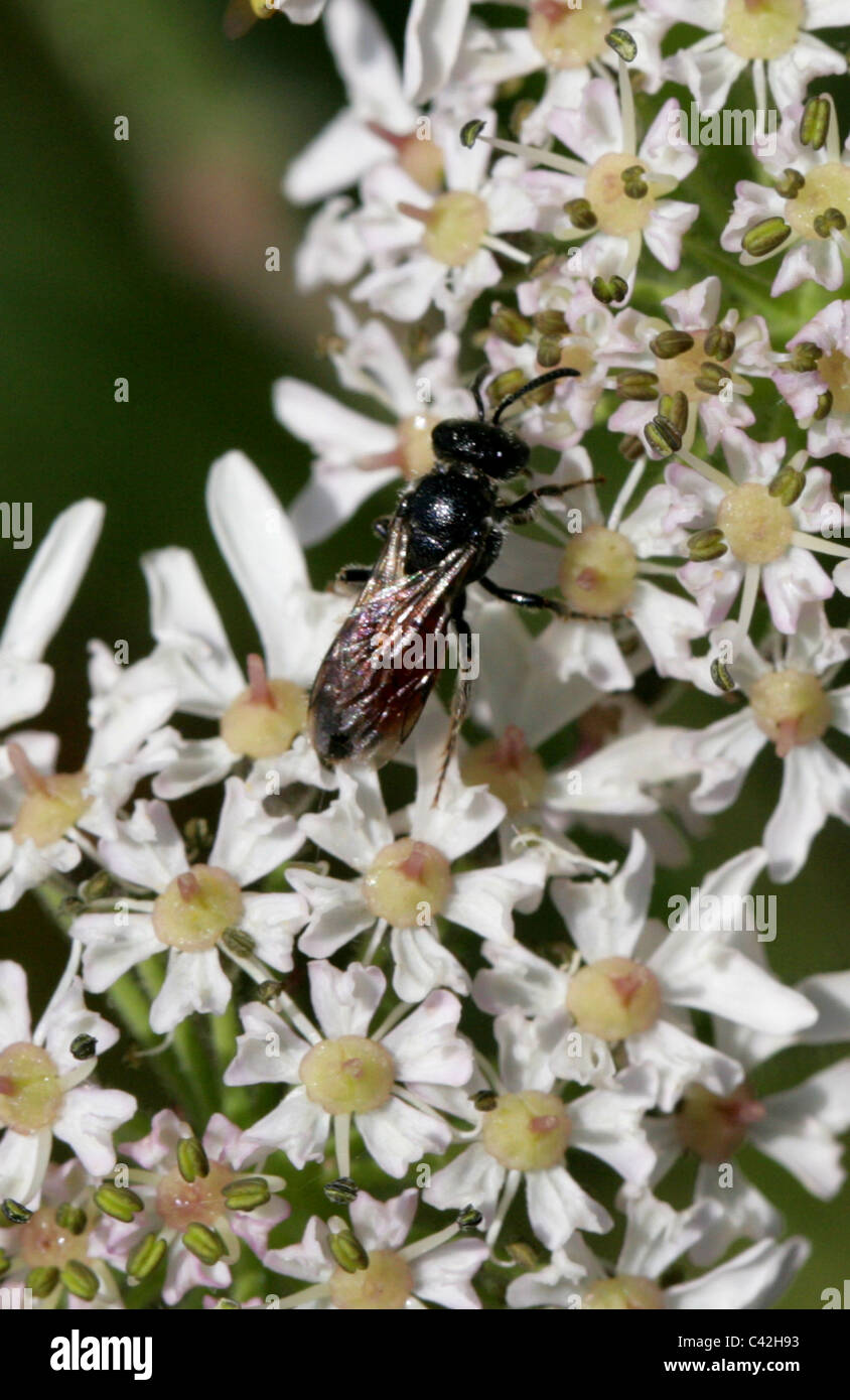 Sawfly, Dolerus sp., Tenthredinidae, Symphyta, Hymenoptera Stock Photo