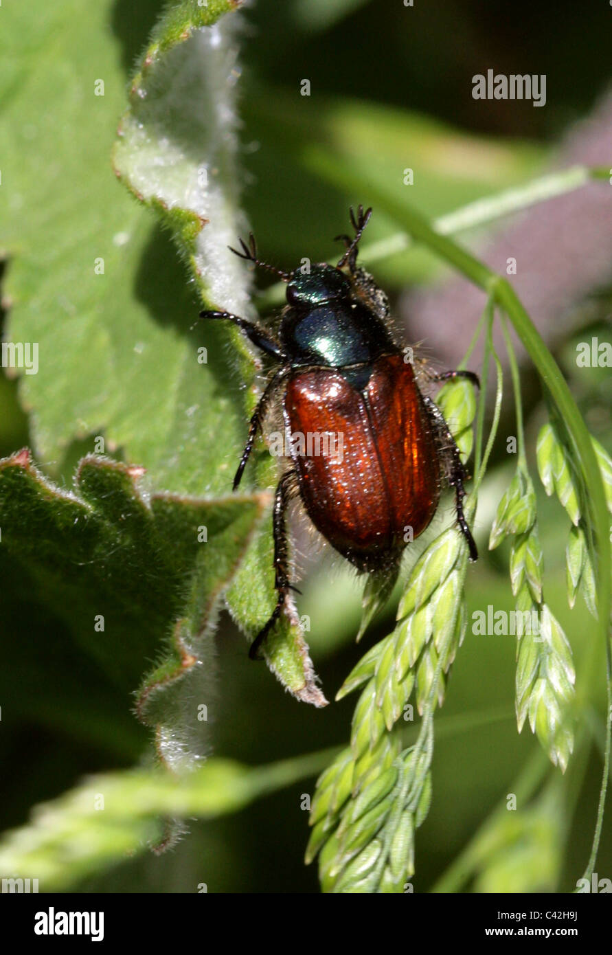 Garden Chafer Beetle, Phyllopertha horticola, Scarabaeidae, Coleoptera, UK Stock Photo