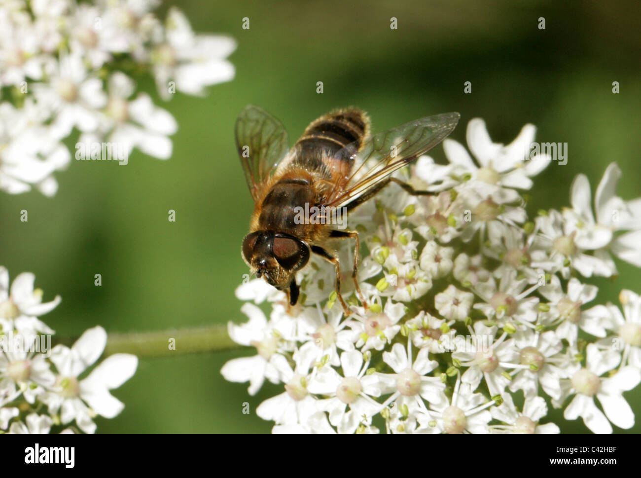 Female Honeybee Mimic, Dronefly or Hoverfly, Eristalis pertinax, Diptera. Stock Photo