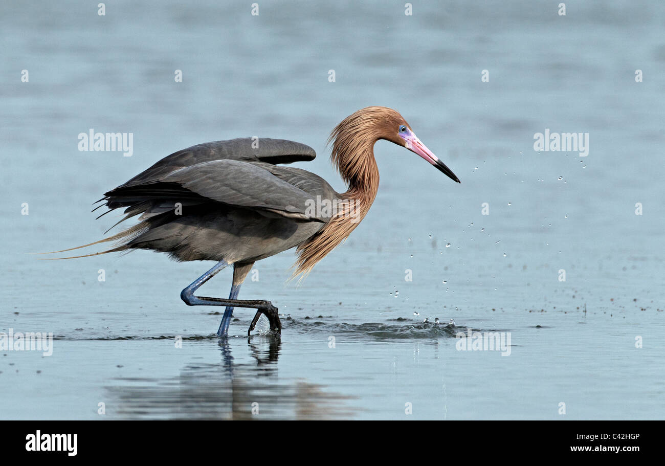 Reddish egret hunting for food Stock Photo Alamy