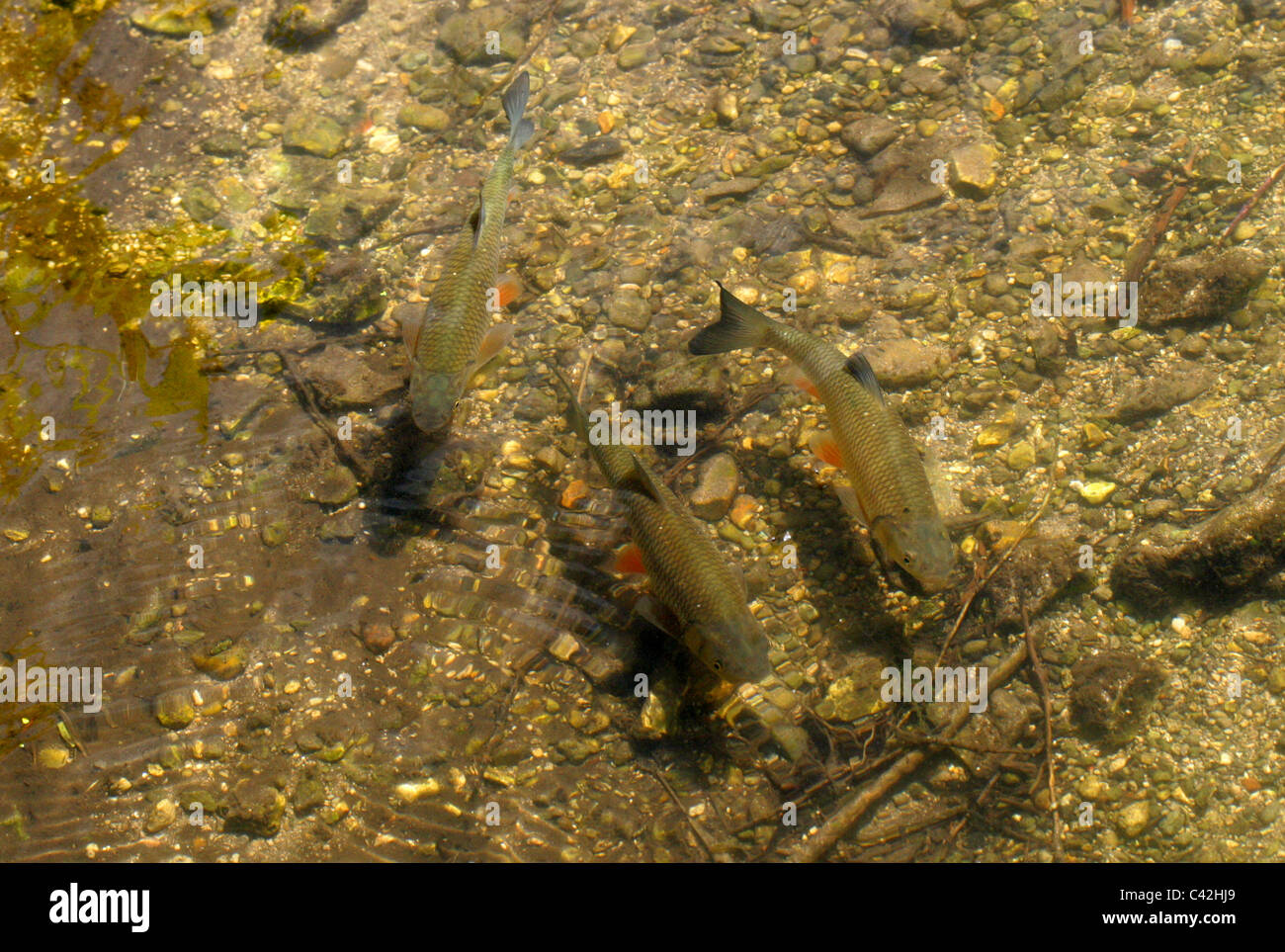 Common Rudd, Scardinius erythrophthalmus, Cyprinidae, Cypriniformes, Chordata. Swimming in the River Chess, Hertfordshire. Stock Photo