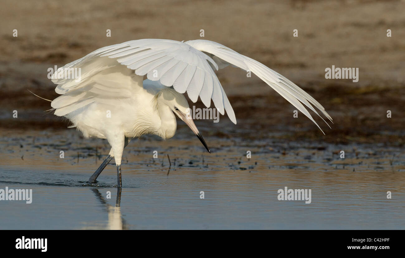 White phase Reddish Egret shielding light, Estero Lagoon Florida USA