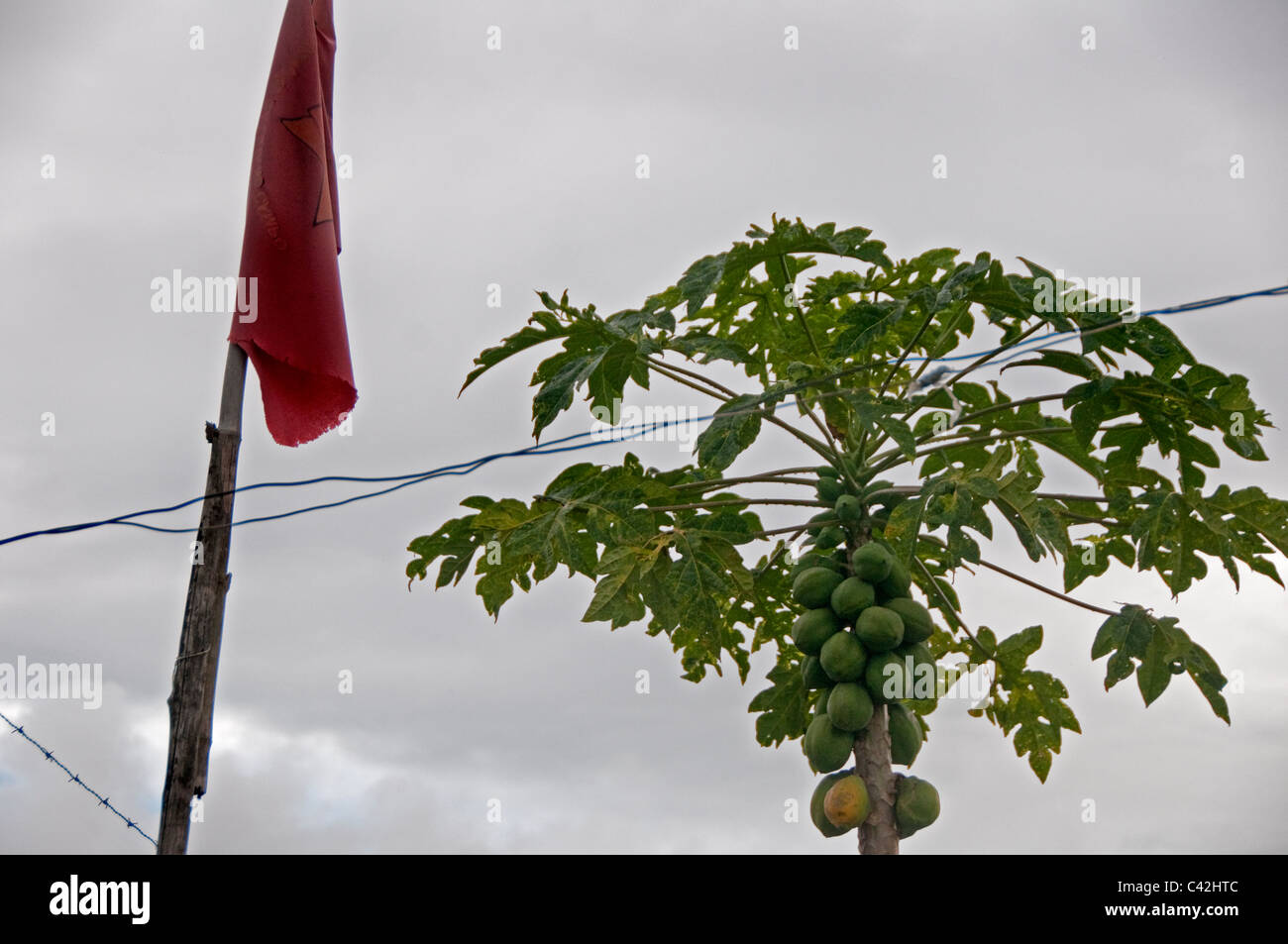 Movimento Dos Sem Terra  MST Is a political movement in Brazil where landless rural workers squat or reclaim unused  land. Stock Photo