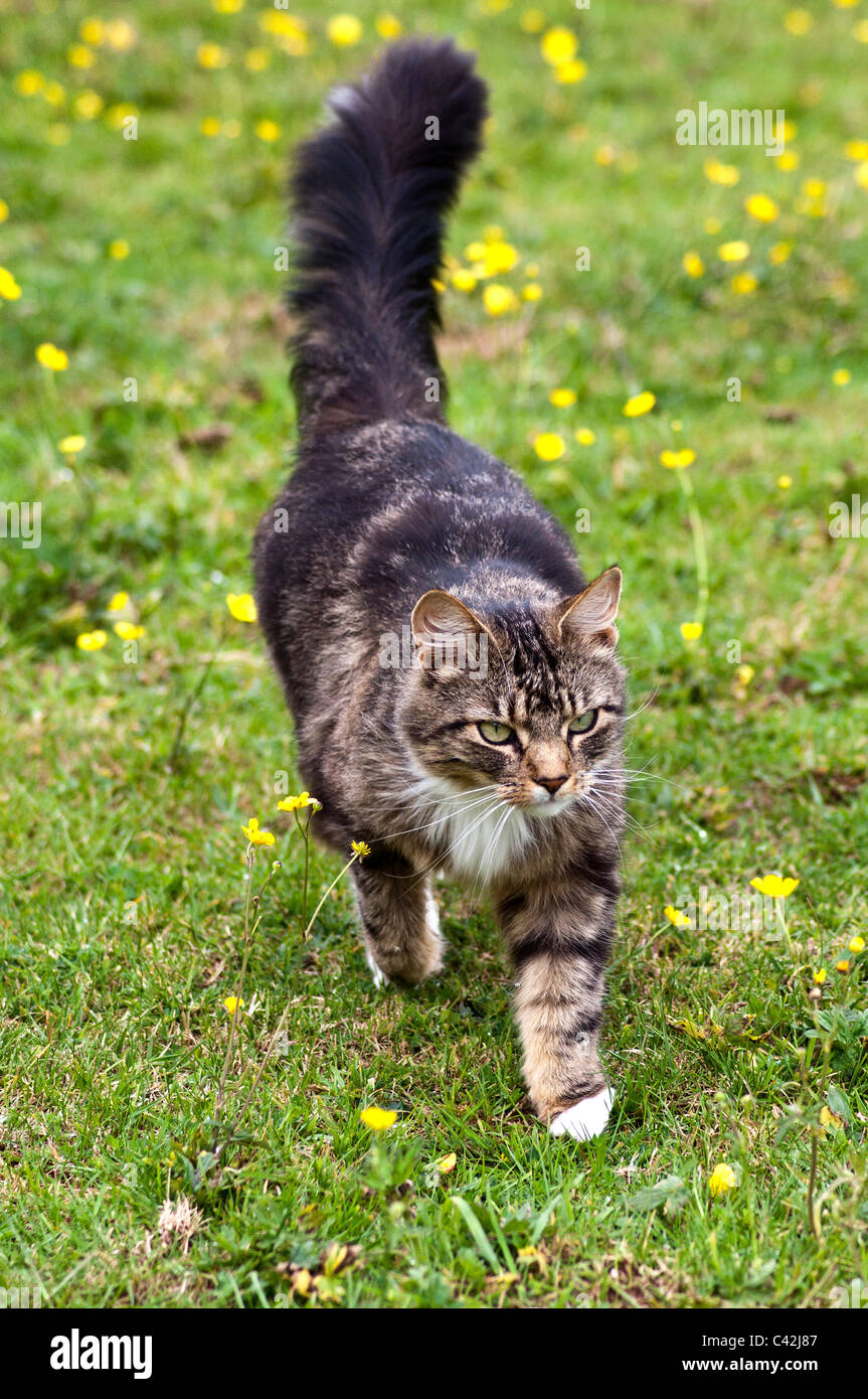 wild looking domestic cat hunting in the paddocks Stock Photo Alamy