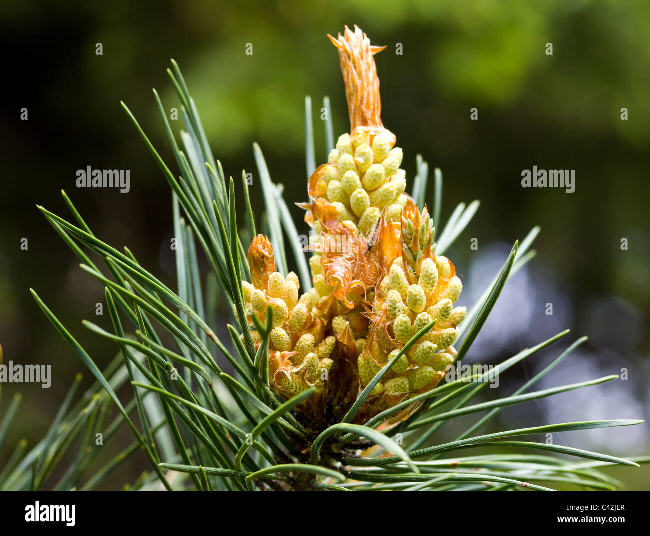Close up of pine cone buds - blossom Stock Photo - Alamy