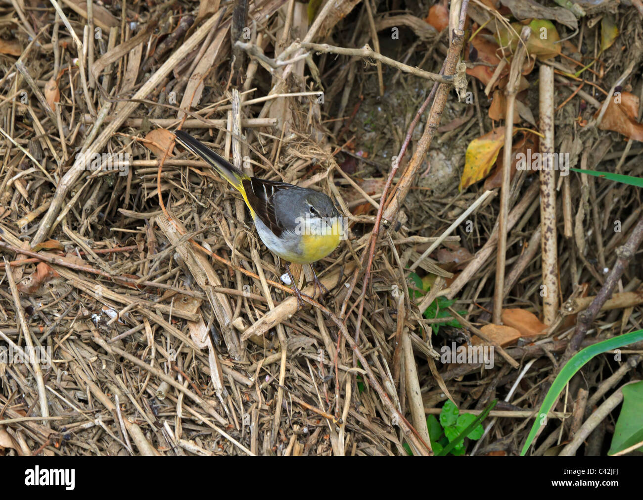 Grey Wagtail, Motacilla cinerea Stock Photo