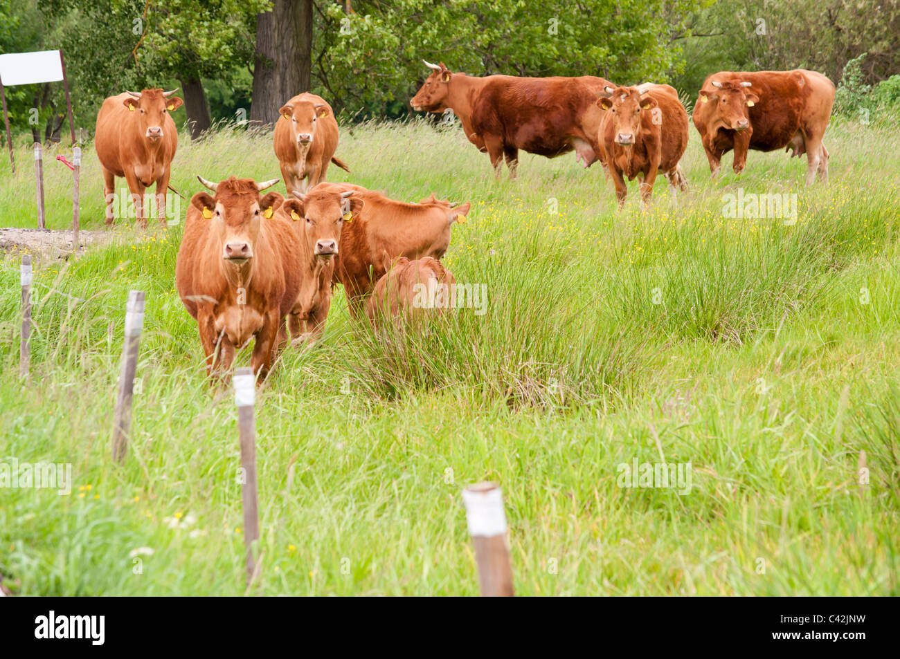 cattle on the pasture Stock Photo - Alamy