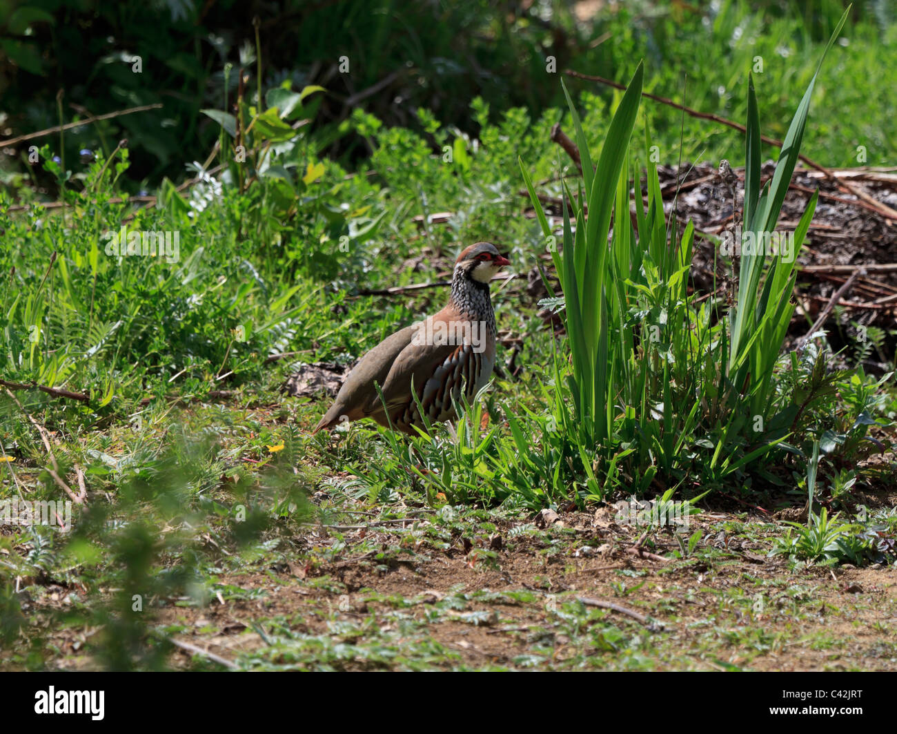 Red Legged Partridge, Alectoris rufa Stock Photo