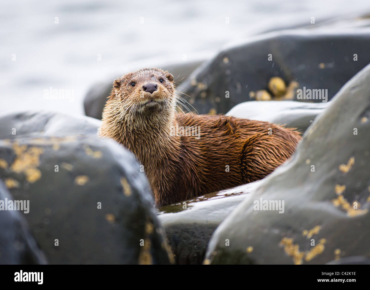 Wild Eurasian Otter Stock Photo