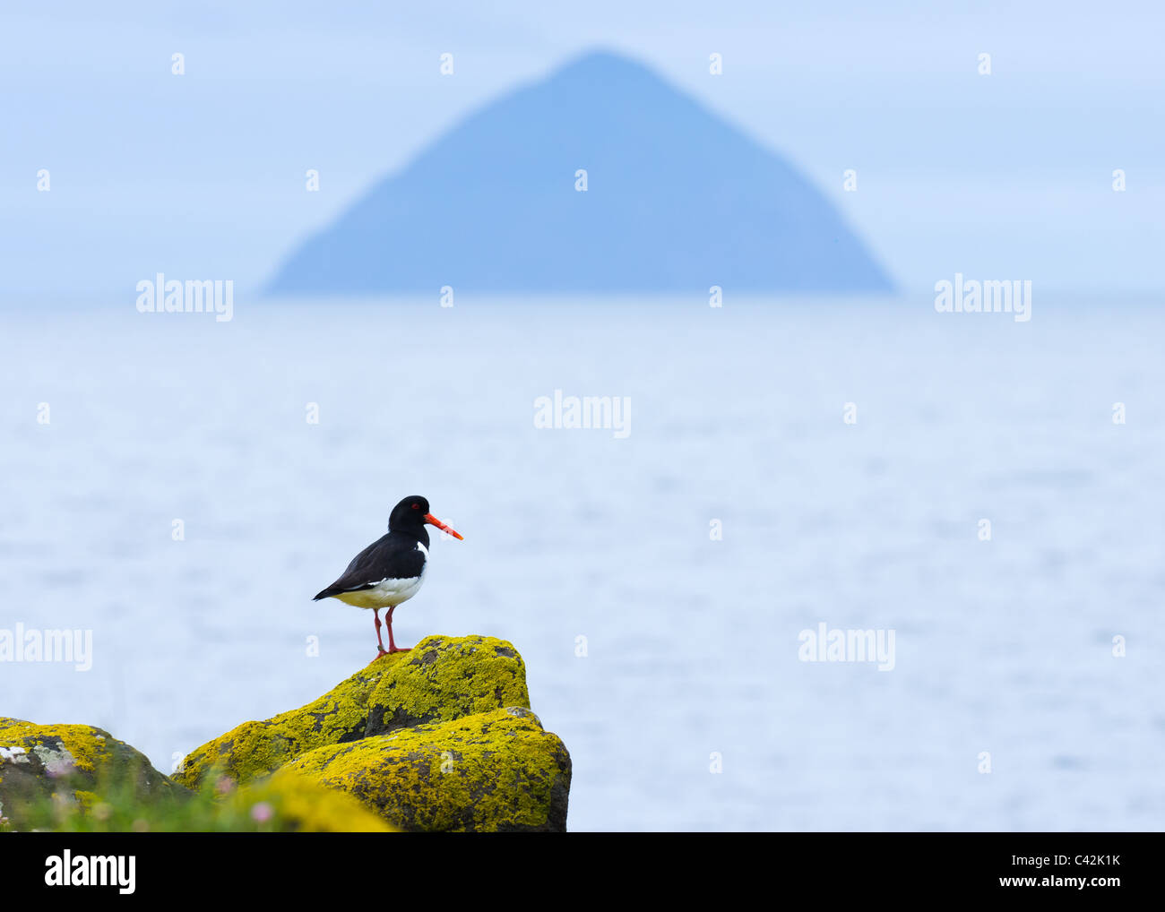 Oystercatcher and Ailsa Craig Stock Photo