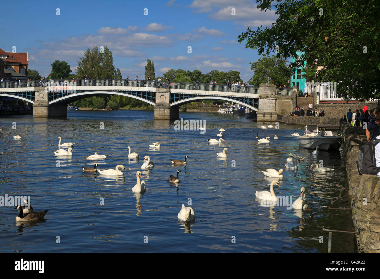 River Thames and Windsor Bridge, Berkshire, UK. Swans and Canada Geese wait for handouts from tourists walking along the towpath Stock Photo
