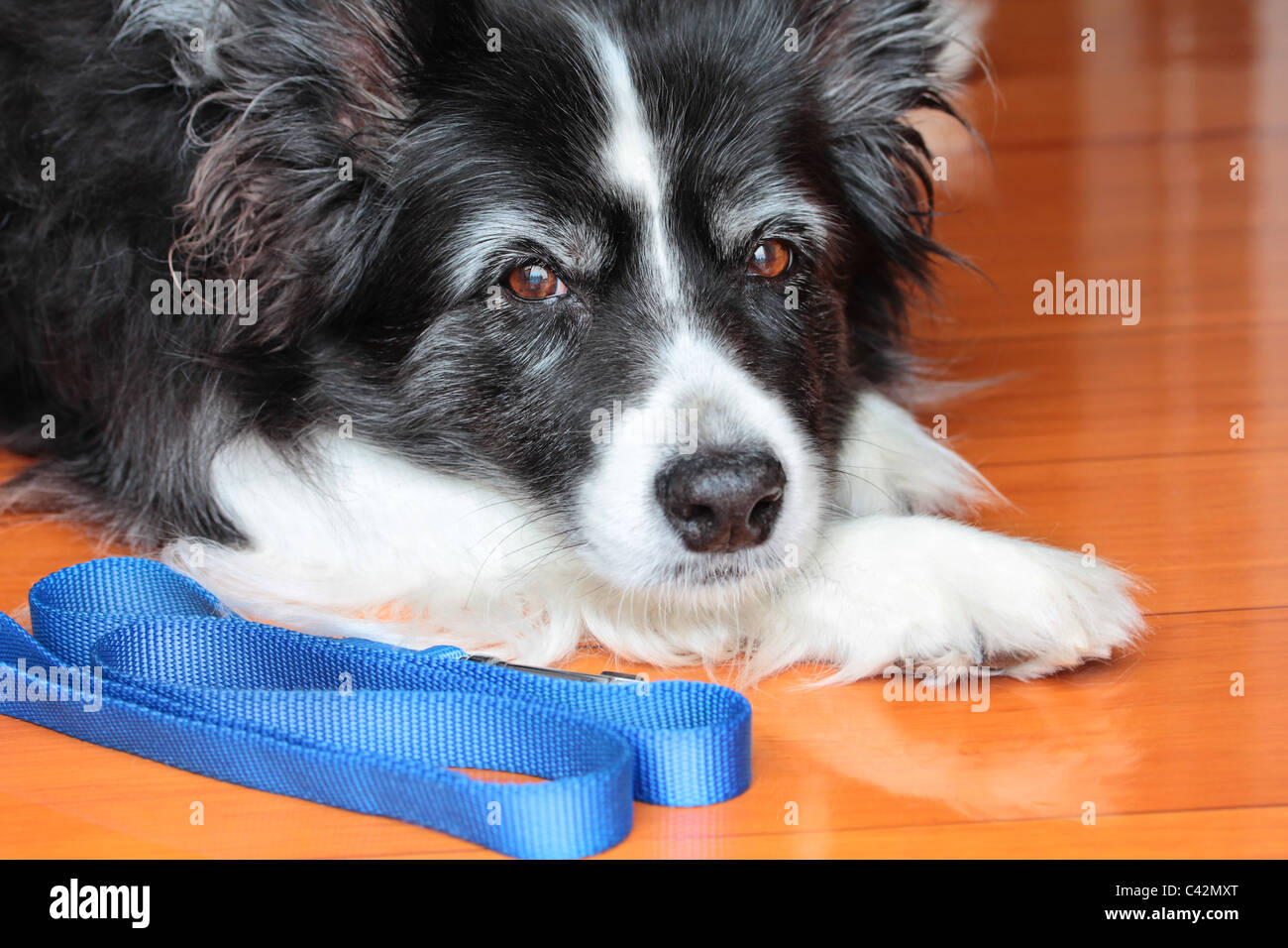 Border collie wearing hi-res stock photography and images - Alamy