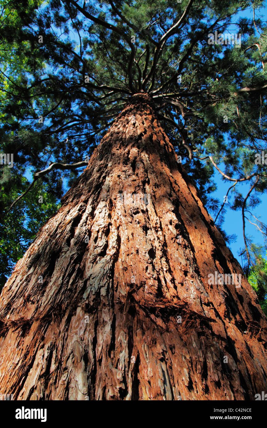 giant redwood or sequoia tree; Latin: Sequoia gigantea German: Mammutbaum Stock Photo