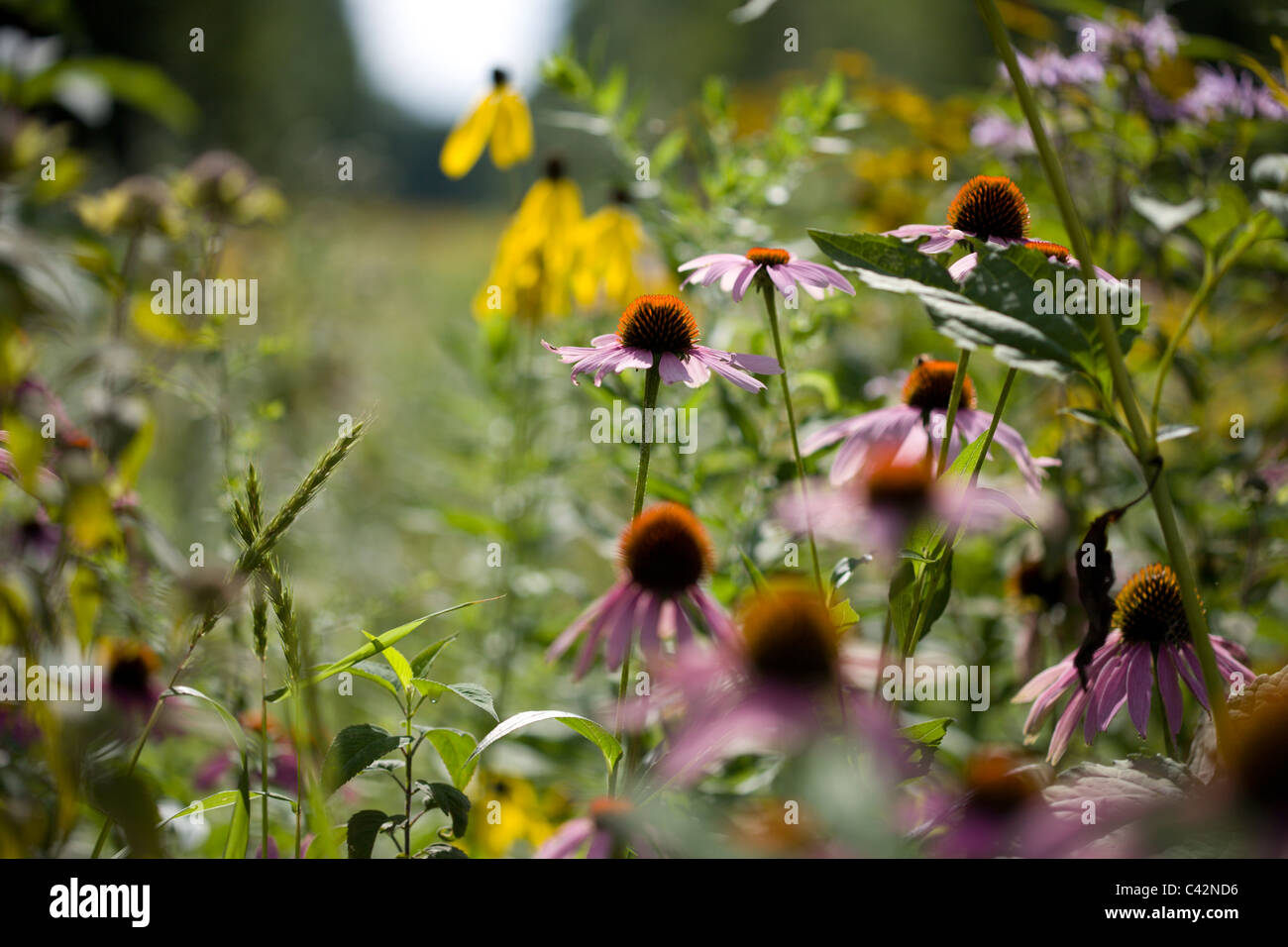 Field of wildflowers hi-res stock photography and images - Alamy
