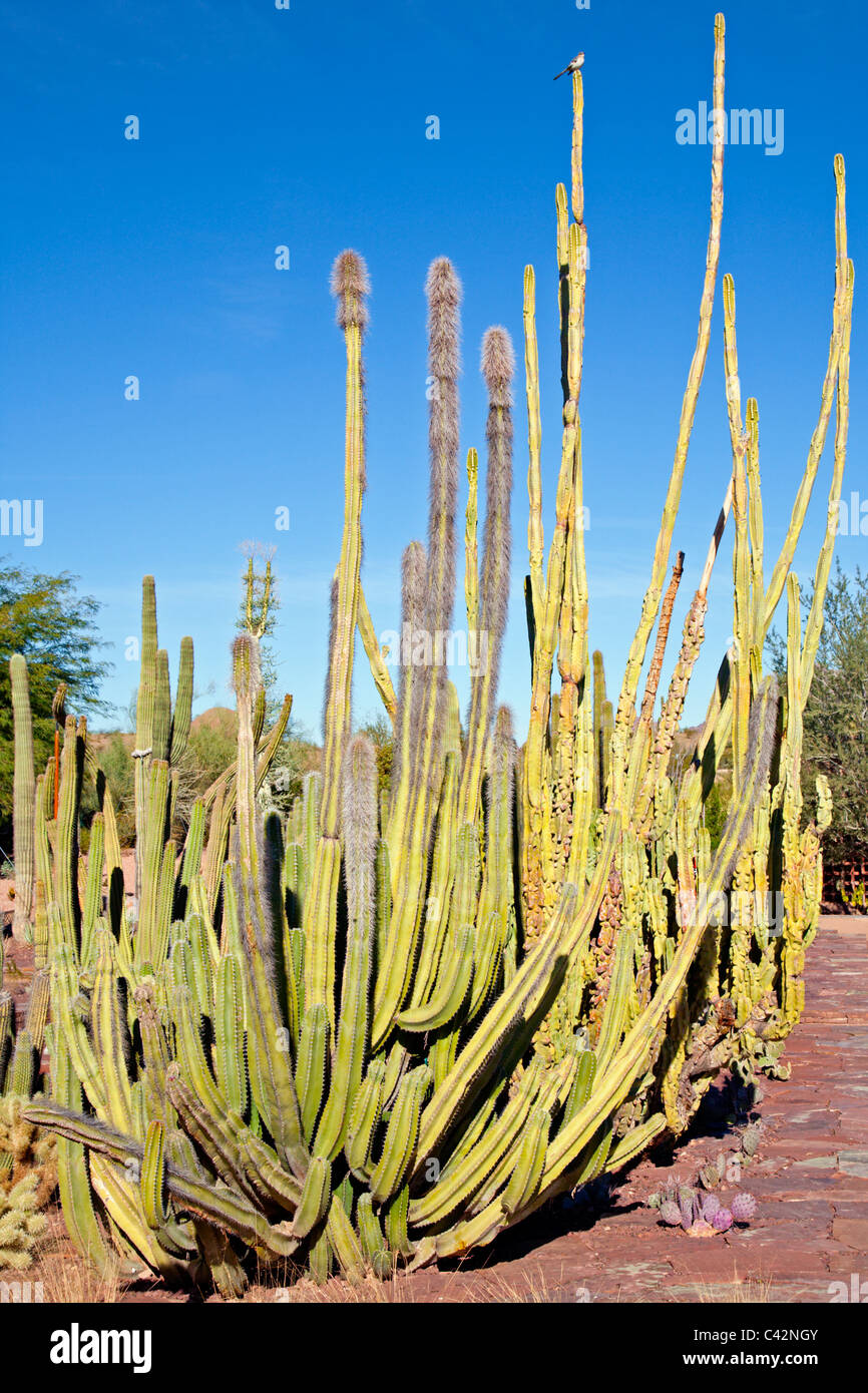 Organ Pipe cactus Stock Photo