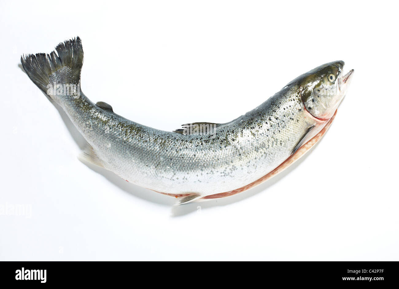 Salmon smile Stock Photo