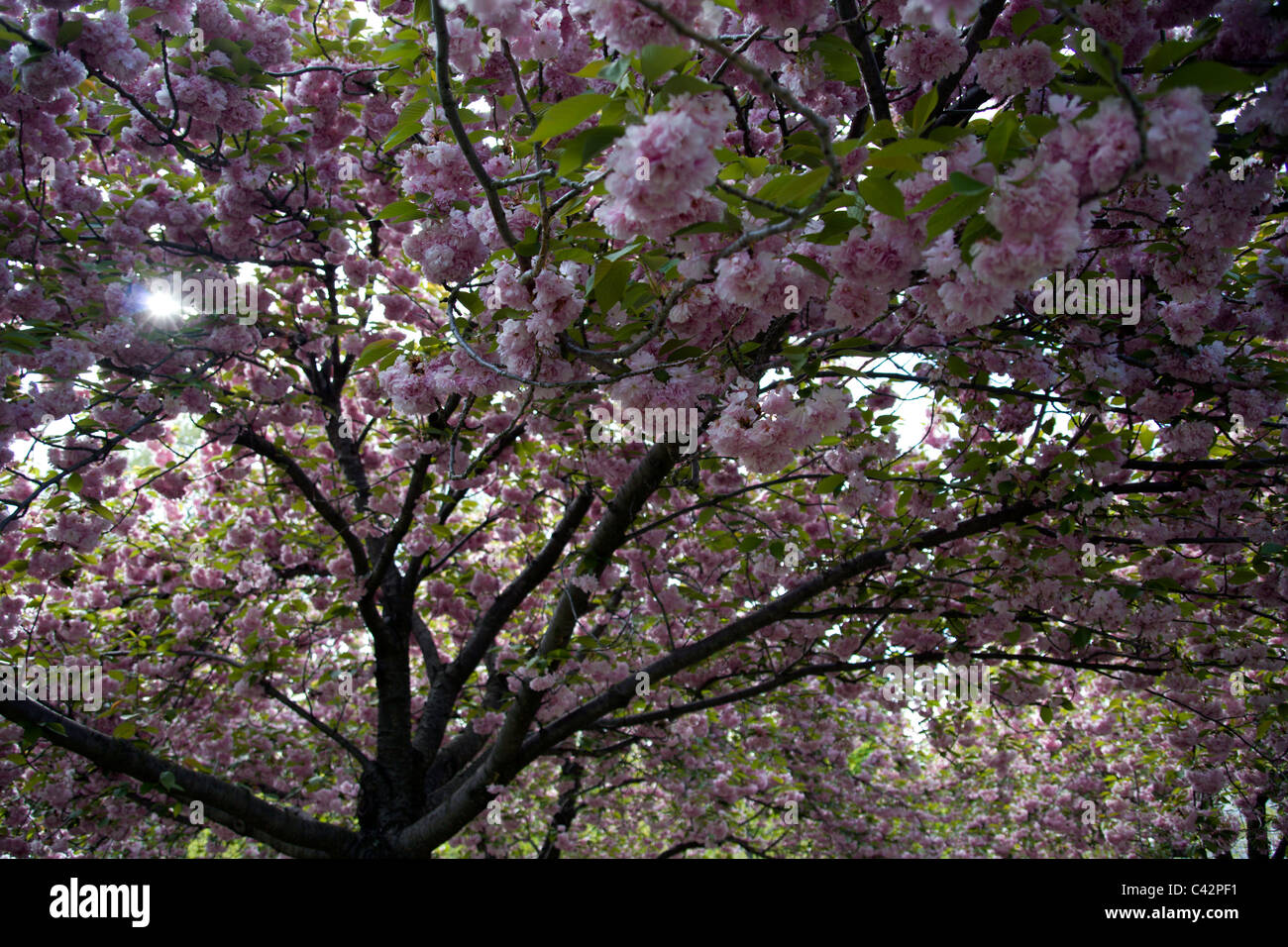 Blossom tree hi-res stock photography and images - Alamy