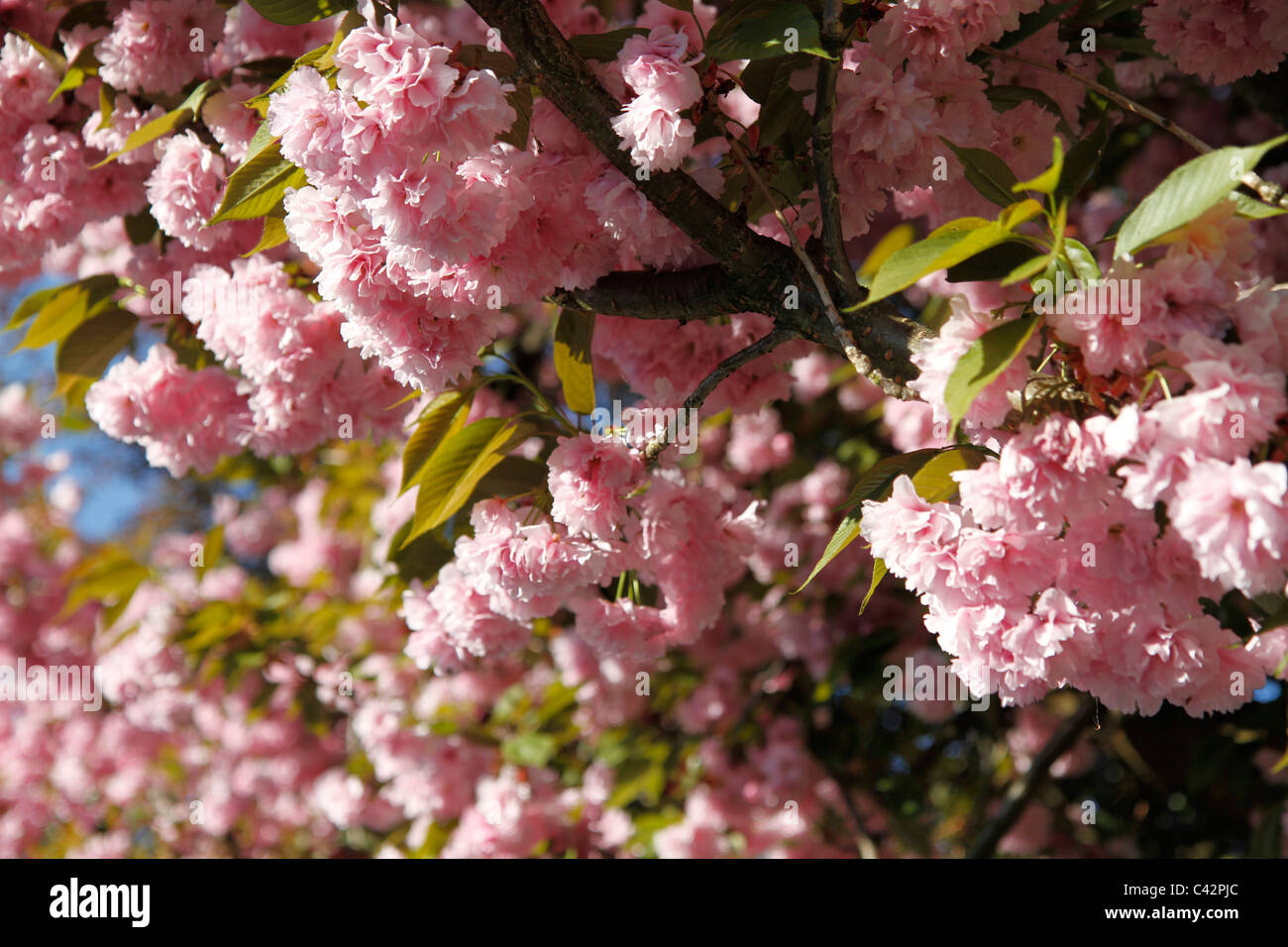 These are the blossoms of a Japanese cherry tree. The shot was taken in Germany, Bavaria. Stock Photo